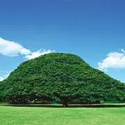この木なんの木の画像
