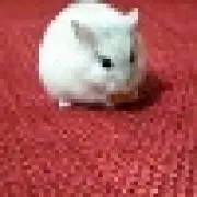 KII