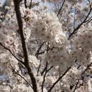 ぼたんの画像