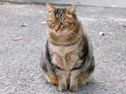 NuuuTの画像