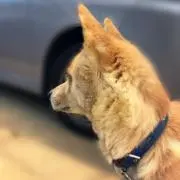 ぴよ