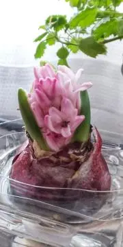ぽよの画像