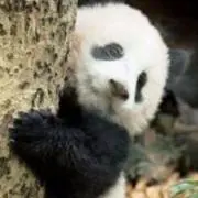 パンダの画像