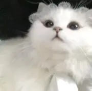 やごの画像