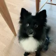ルル
