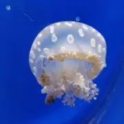 kkk★の画像