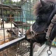 PON chanの画像
