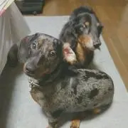 さっちゃん