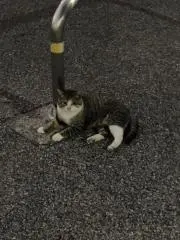 すずこの画像