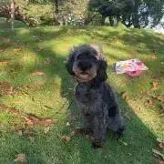 ごま＠フォロー割対応