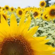 Sun Flower Storeの画像
