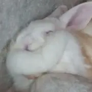 こっ
