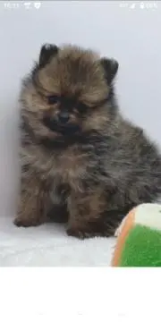 ミリミリの画像