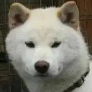 いぬいぬ
