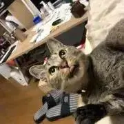 でんでん