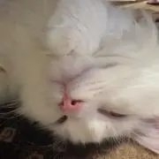 ひなの画像