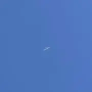 たんぽぽの画像