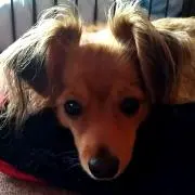 はぎおの画像