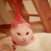 かんせる♪