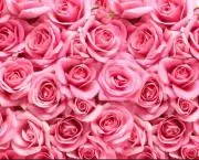 Roseの画像