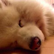 あきのかい