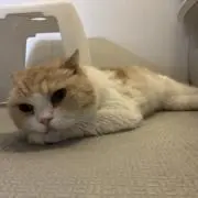 ♡かちゅお♡【プロフ必読】の画像