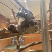 てんきのこの画像