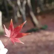 おはぎ