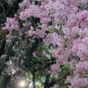 おーちゃんの画像