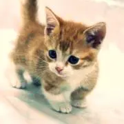 ねこちまの画像