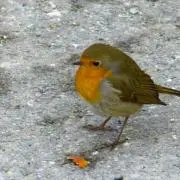 MKの画像