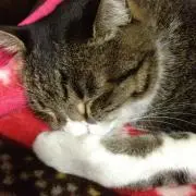 豆柴の画像