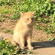 kcの画像