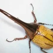 ヘラクレスの画像