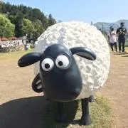 まめこの画像