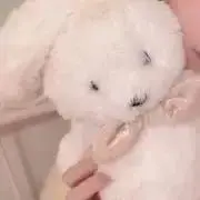 ころの画像