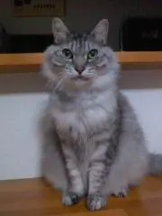 ＴＯＲＡＫＯの画像