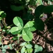 Luckyの画像