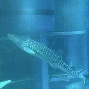 ポム兵の画像