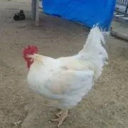 くろの画像