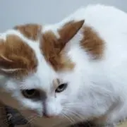 ミニーの画像