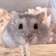 もかママ