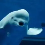 もか