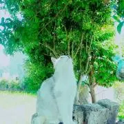 Mona