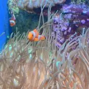 にの画像