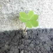 発送は匿名配送のみです！の画像