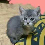 ピガちゃん