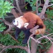 ぴょん吉