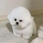 えむの画像