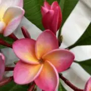 Rose   プロフ必読の画像